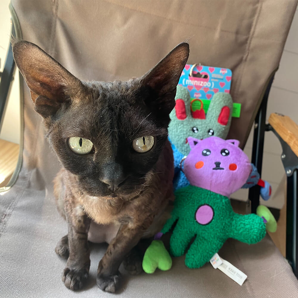 Cat-Meow-These-Are-My-Plush-Buddies-Dont-Touch
